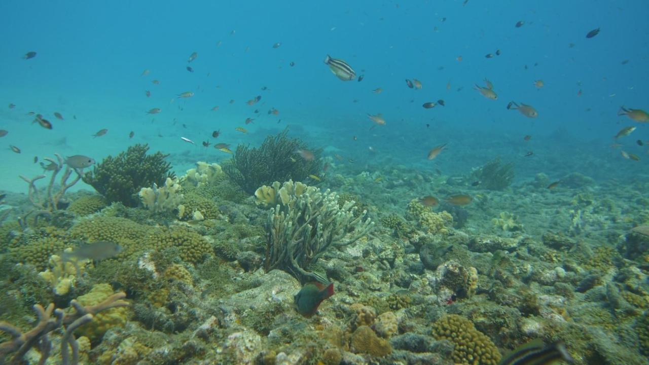 Marazul Dive Resort. 3 Bedroom Seafront House. Dive, Snorkel, Enjoy Amazing Sunsets Westpunt Exterior foto